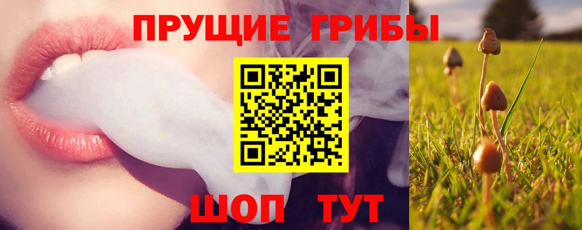 Кувандык  Псилоцибиновые грибы Psilocybe  Вход с VPN 